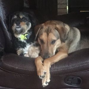 Meet your Posher, Bridget